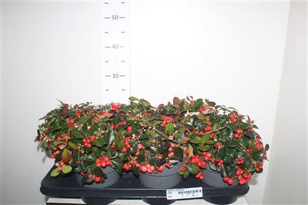 <h4>Gaulth Pr Big Berry</h4>