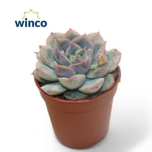 Echeveria Pulidonis Grey