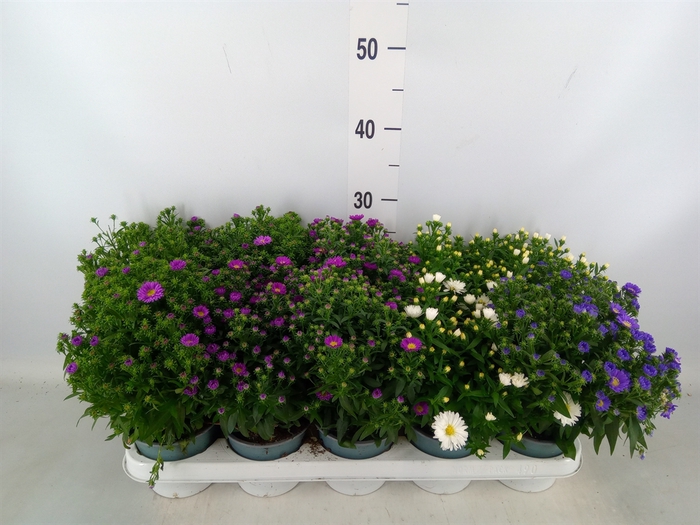 <h4>Aster n-b 'Starletta' ..mix</h4>