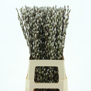 SALIX CA SNOW FLAKE