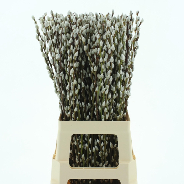<h4>SALIX CA SNOW FLAKE</h4>