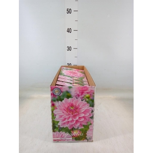 Dahlia   ...flowerbulbs