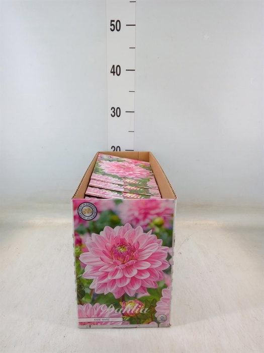 <h4>Dahlia   ...flowerbulbs</h4>