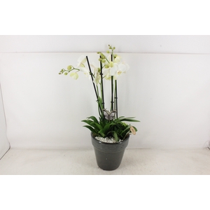 arr2 PL - Ker. pot glazed grey Phal.