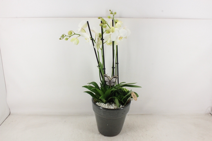 <h4>arr2 PL - Ker. pot glazed grey Phal.</h4>