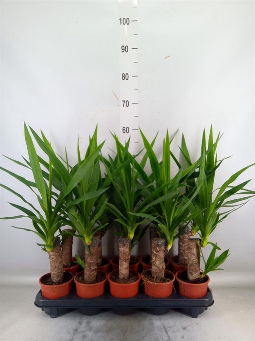 <h4>Yucca   ...</h4>