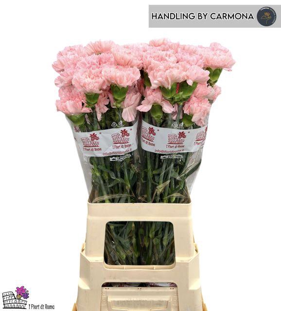 <h4>Dianthus st Doncel</h4>