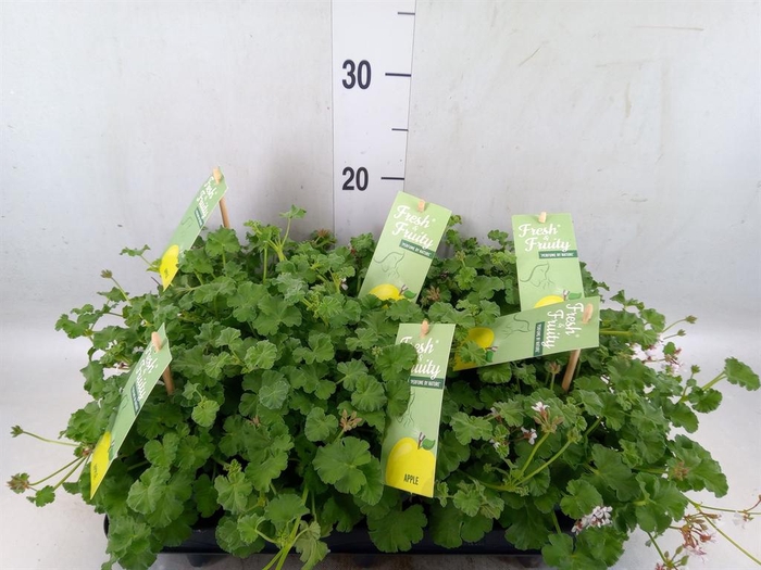 <h4>Pelargonium   ...mix smelling</h4>