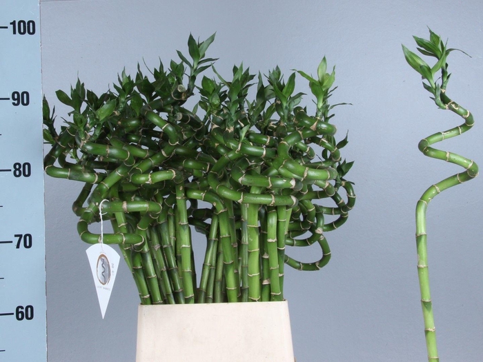<h4>DRAC LUCKY BAMBOO</h4>