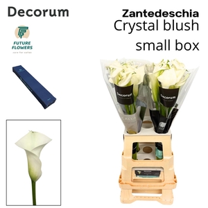 ZANT CRYSTAL BLUSH MEDIUM BOX 70 CM 20 ST.