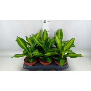 Dracaena