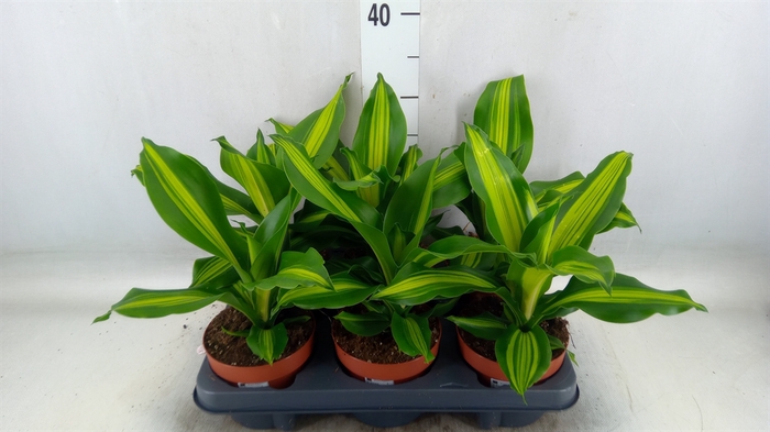 <h4>Dracaena</h4>