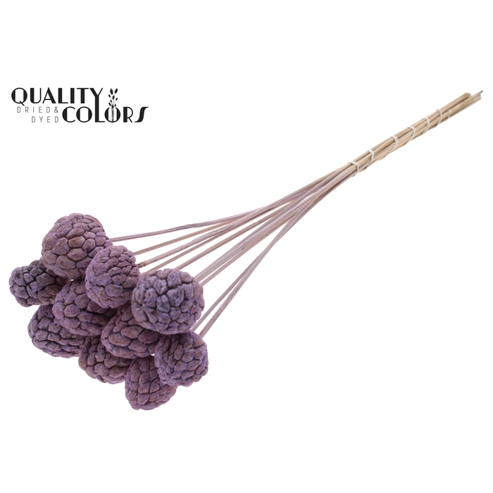 <h4>Atta Fruit on stem Bleached Frosted Milka</h4>