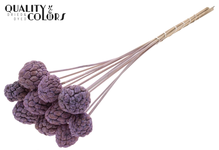 Atta Fruit on stem Bleached Frosted Milka