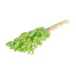 Dried flowers Lagurus 55cm