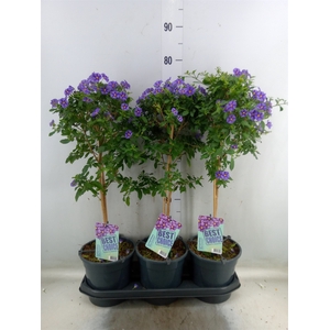 Lycianthes ran. 'Blue Fountain'