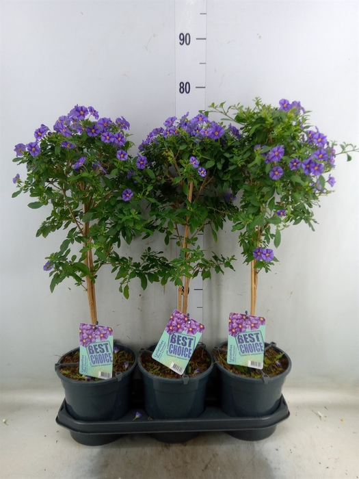 <h4>Lycianthes ran. 'Blue Fountain'</h4>
