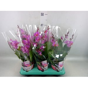 Phalaenopsis   ...lilac