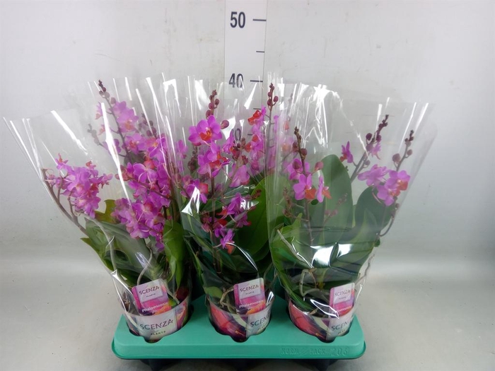 <h4>Phalaenopsis   ...lilac</h4>