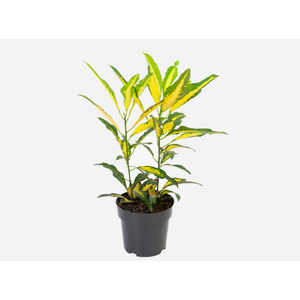 CROTON GOLD P17