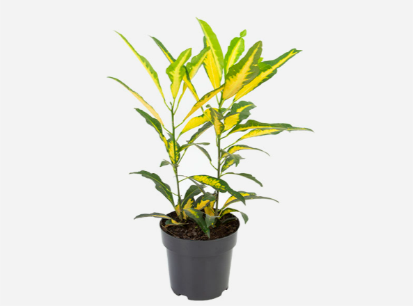 <h4>CROTON GOLD P17</h4>