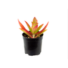 SUCULENTAS CRASSULA CAPITELLA CAMPFIRE P06