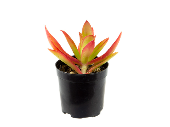 SUCULENTAS CRASSULA CAPITELLA CAMPFIRE P06
