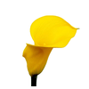 CALLAS YELLOWEEN 050 CM