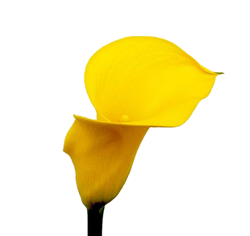 CALLAS YELLOWEEN 050 CM