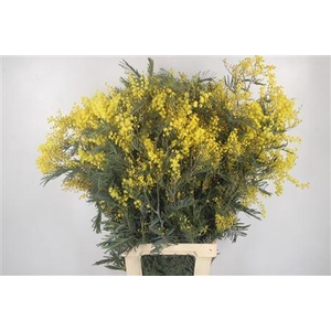 Acacia Mirandol Per Stem Extra