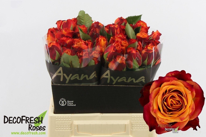 <h4>R GR ATOMIC</h4>