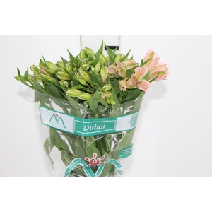 ALSTROEMERIA DUBAI 080 CM
