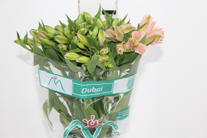 <h4>ALSTROEMERIA DUBAI 080 CM</h4>