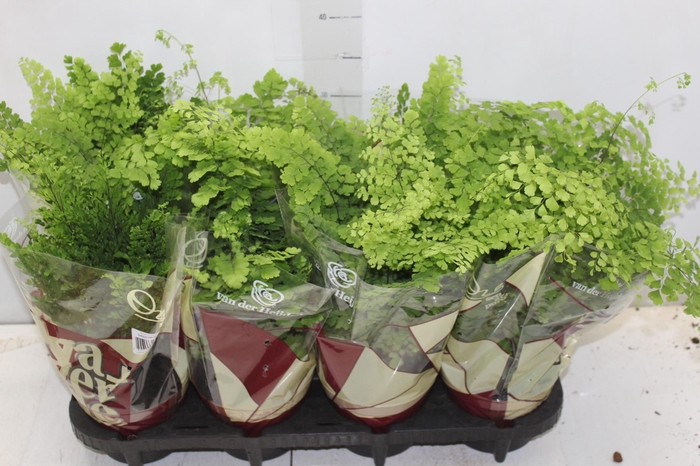 <h4>AVENCA VARIADA P15</h4>