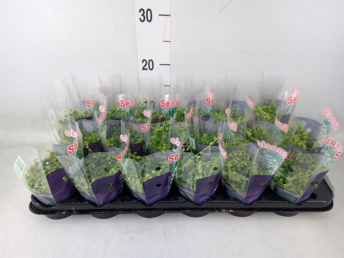 <h4>Senecio rowleyanus</h4>