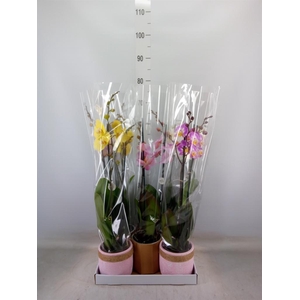 Phalaenopsis   ...mix