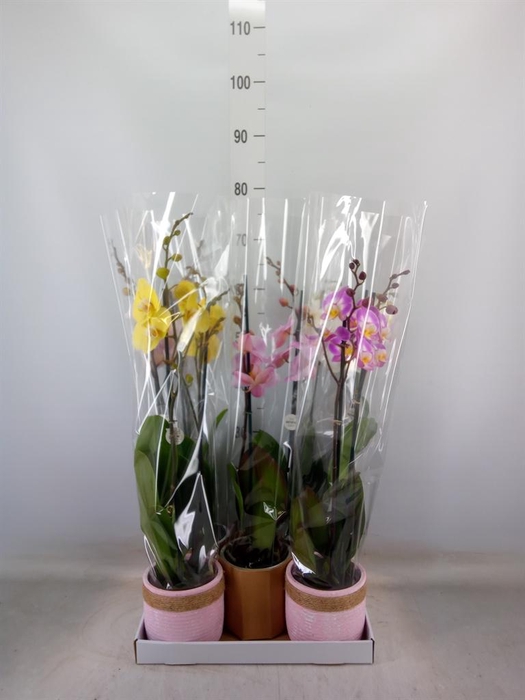 <h4>Phalaenopsis   ...mix</h4>