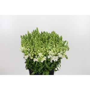 Antirrhinum White