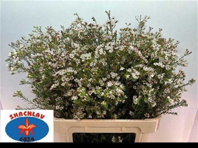 <h4>CHAME BLONDIE</h4>