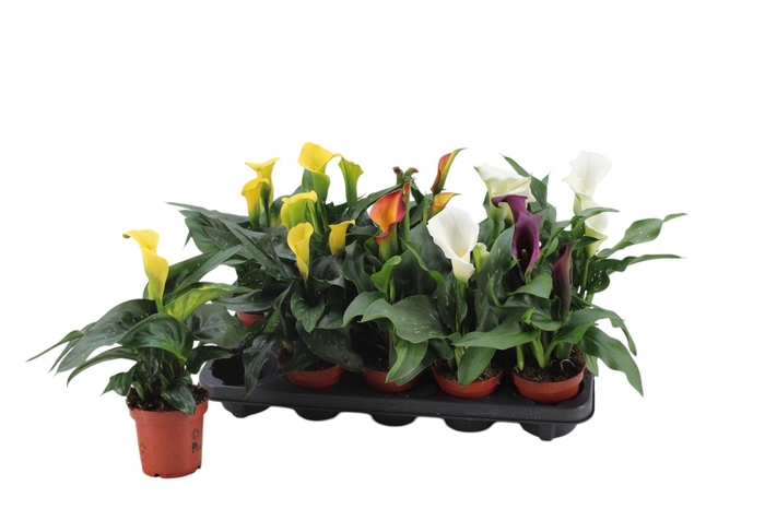 <h4>3+ Bloemen Zantedeschia gemengd</h4>