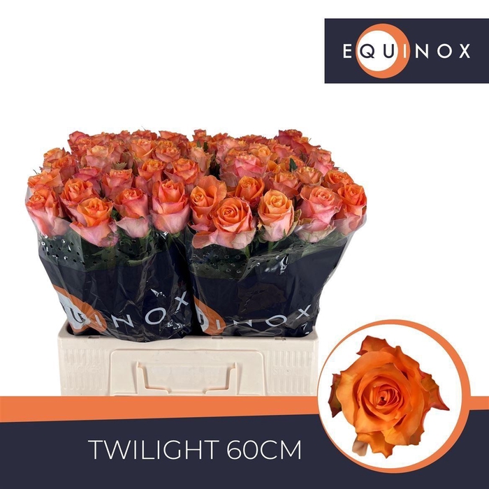 <h4>Rosa grootbloemig Twilight</h4>