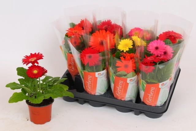 <h4>GER COLOURGAME GEM</h4>