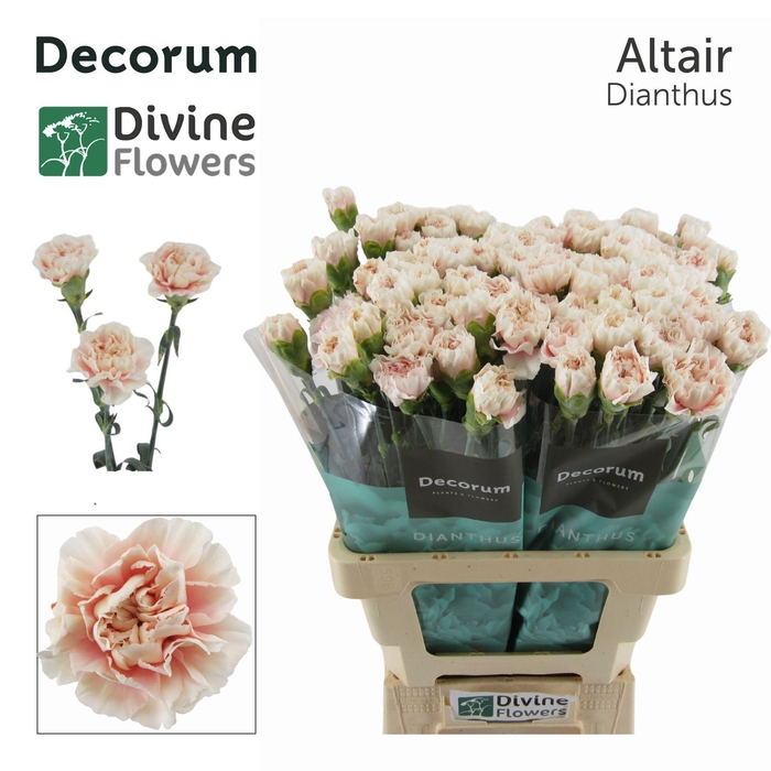 <h4>Dianthus ST 'Altair'</h4>