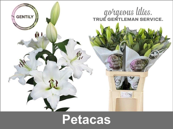 <h4>LI OT PETACAS</h4>