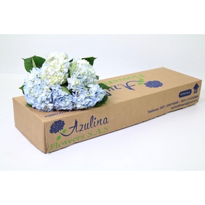 Hydrangea Premium Natural Light Blue