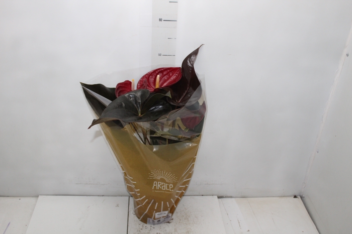 <h4>ANTHURIUM DELICATA P17</h4>