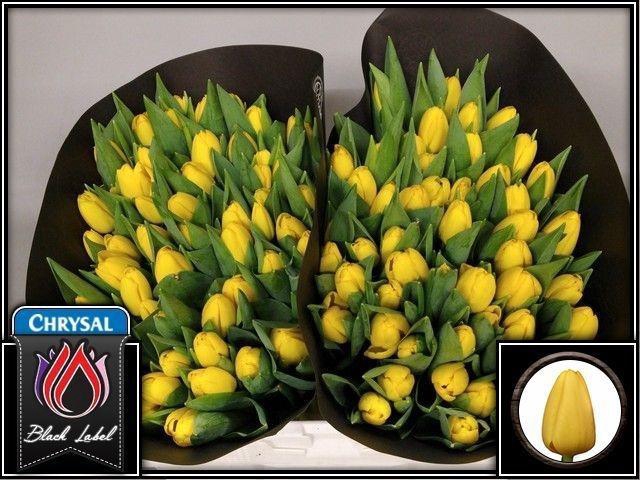 <h4>TU EN NOVI SUN</h4>