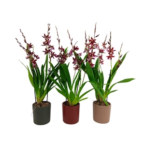 Inca Cambria Barrocco Red 3-4 spike 9cm in Eva ceramics