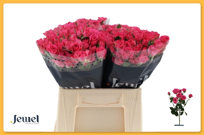 <h4>R TR LOVELY LYDIA</h4>