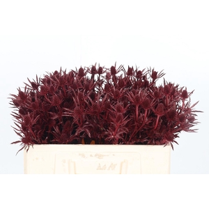 Eryn Orion Kl Bh Bordeaux